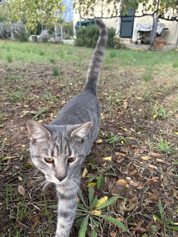 The neighbours' cat in the garden
