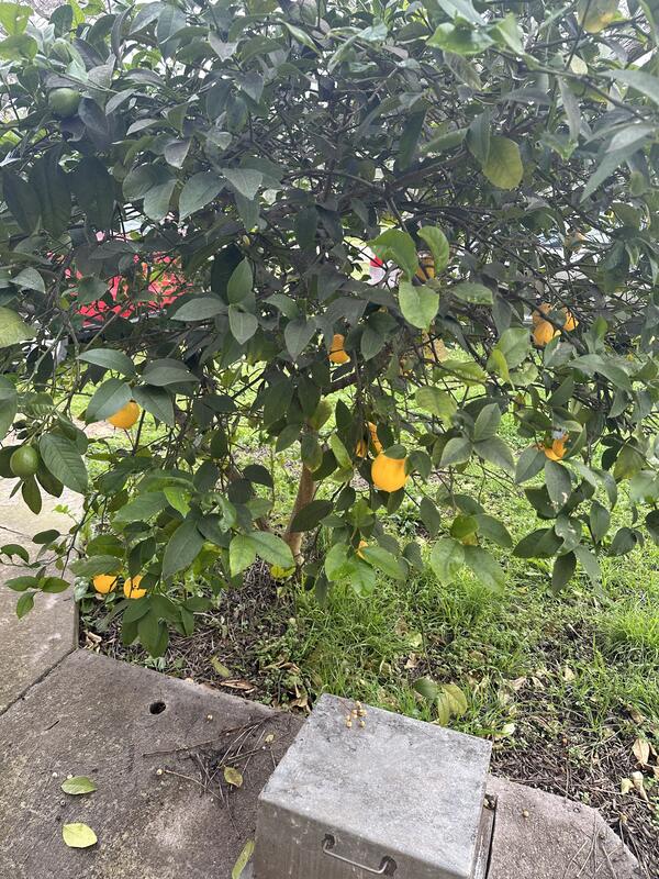 Citrus tree with ripe fruit in the garden