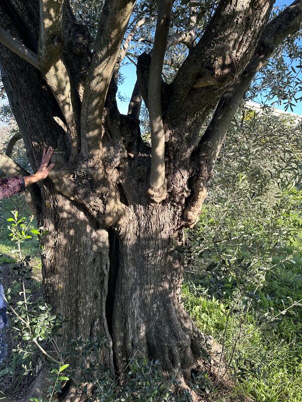 Trunk of an old olive tree nearby