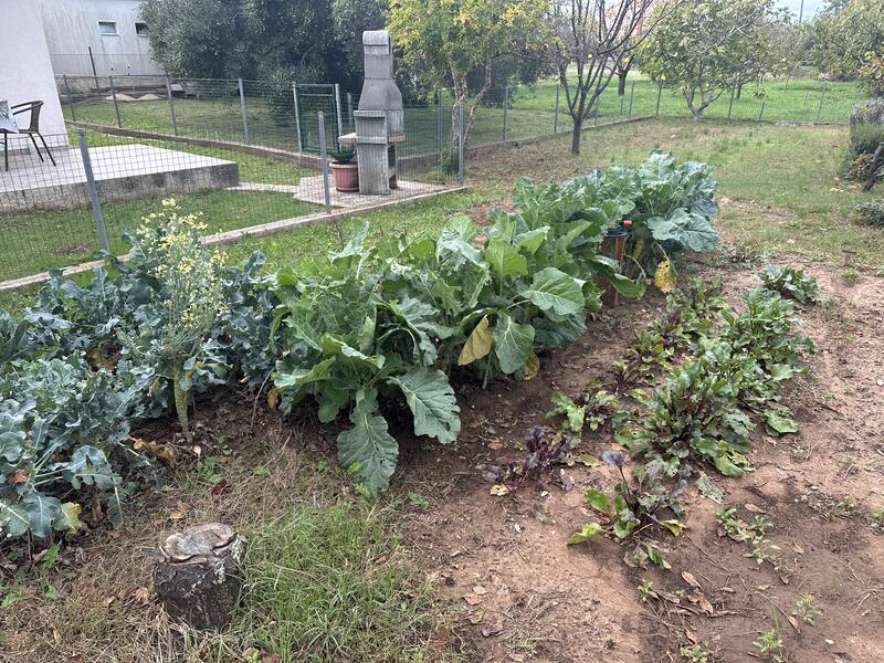 Our vegetable beds