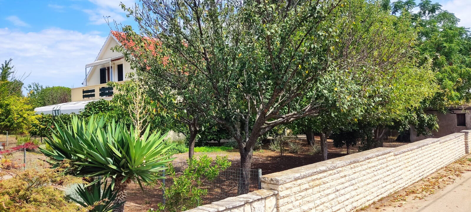 The house behind a stone wall, among fruit trees and agave