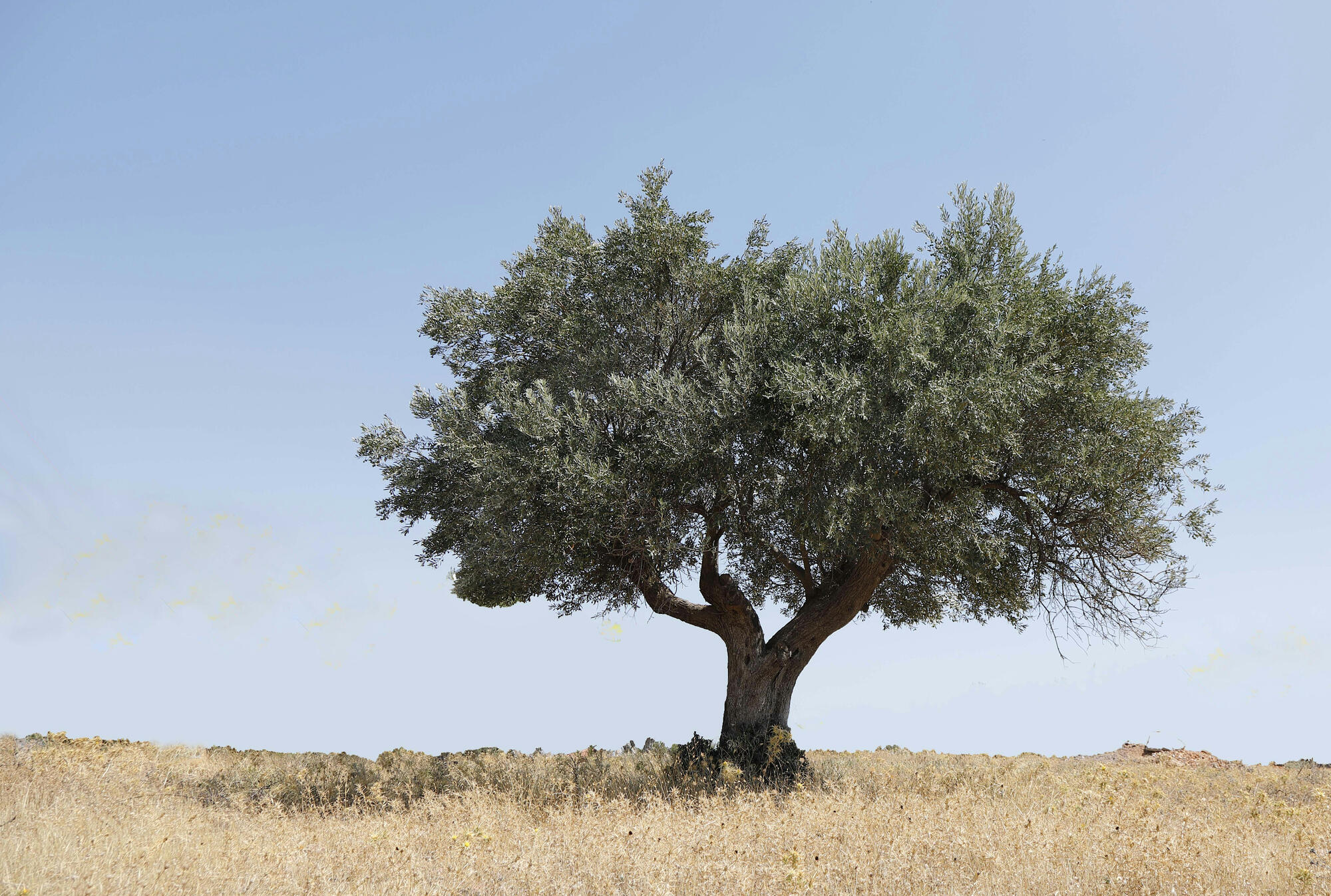 A lone olive tree in a dry summer field
